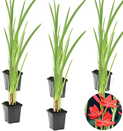 Bloomique - Lot de 6 - Schizostylis Coccinea - Lys des Cafres rouge - Glaïeul des marais - Plantes de bassin - Plantes aquatiques - Rustique - Hauteur 10-20 cm - Pot 9 cm