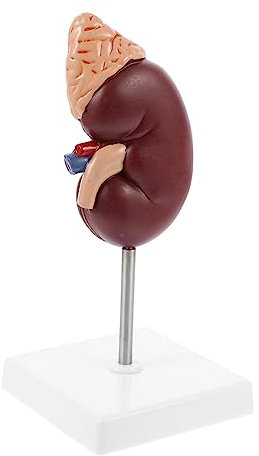 MUSISALY Anatomisches Nierenmodell Mit Nebenniere Halbierbar Zur Innenansicht Detailreiches Lehrmodell Aus Langlebigem Material Für Biologie Anatomieunterricht An Schulen Und Hochschulen