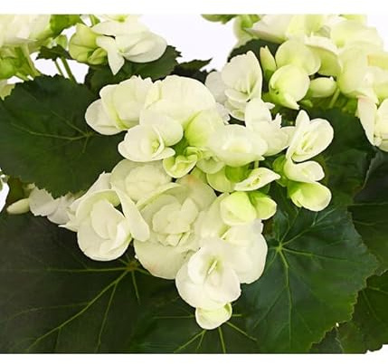 Begonia Elatior PREMIUM Planta Viva con Flores de Colores Llamativos
