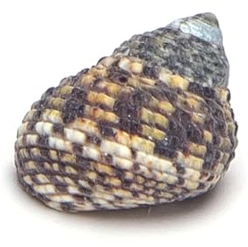 Patapalooza Dekorative Muscheln, Verschiedene Formen und Farben, ideal für Dekoration, Basteln und Aquaristik.