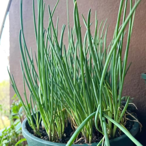 semi di cipollina resistente - balcone esterno giardino decorazione 250pcs