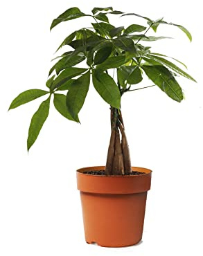 DECOALIVE, Mini Pachira Aquatica Planta del Dinero Castaña de Agua Planta Natural de Interior