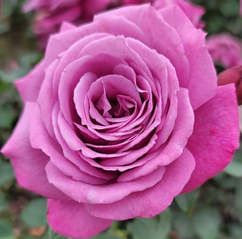 Heirloom Lavender Rose Bush, Rose Bushes Ready to Plant, 2 Quart Pot, Plant Gifts, Roses Live Plants (Lavender - Heirloom Rose)