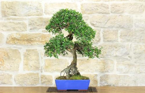 Bonsai di Olmo Cinese (147)