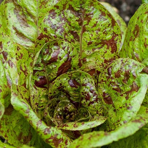 TomorrowSeeds - Freckles Romaine Lettuce Seeds - 2000+ Count - for 2026 Planting Lactuca Sativa Red Speckled Freckled Green Leaf Salad Greens Cos Roman Spinach Vegetable Grow Your Own Home Farm Patio
