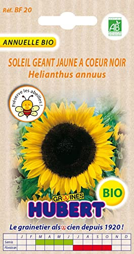 Graines de Soleil Géant Jaune à coeur noir BIO - 2 grammes