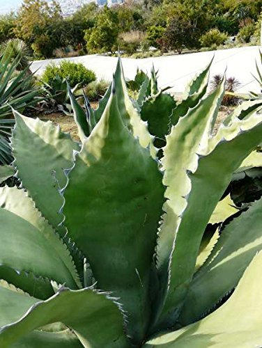 10 Semi di Agave salmiana subsp. salmiana Pulque Agave seeds:Seeds