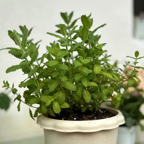 Semillas de menta de manzana orgánicas, productos sostenibles de balcón semillas de cocina semillas de menta 800pcs