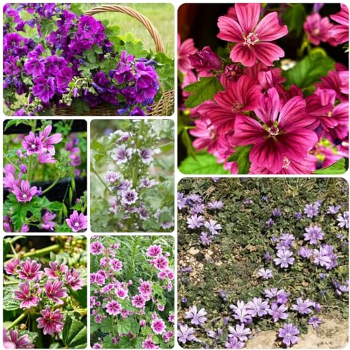 semi di malva biologici Decorazioni autunnali per un giardino resistente semi di malva Decorazioni per giardini esterni, aromatiche, da balcone insoliti 400semi