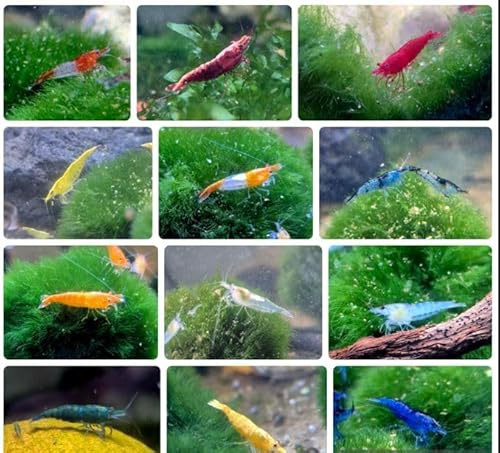 10x Aquarium Garnelen wählbar – Zwerggarnelen Neocaridina – groß ca. 2 cm, geschlechtsreif & zuchtgeeignet – intensiv gefärbt – & Amanos (10x Bunt Farbenmix (Gross ca 2cm))