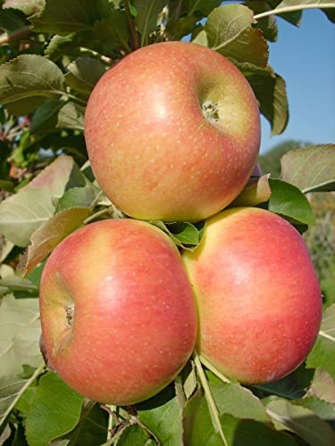 Säulenapfel 'Rhapsodie' ca. 100cm im 7,5 Liter Topf