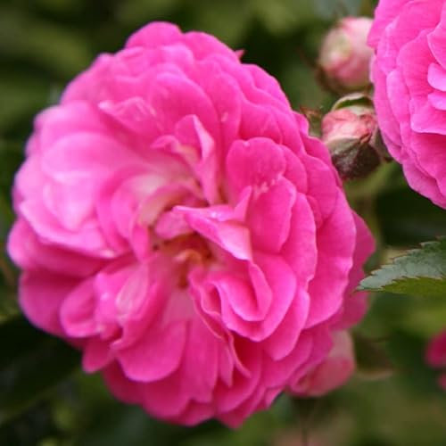 2x Rosier 'Dorothy Perkins' – Rosa 'Dorothy Perkins' Rosiers pleureurs pot | Rosier grimpant pleureur, fleurs roses abondantes, idéal pergola & arche