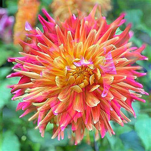 Dahlia Bulbs for Planting,Dahlia Bulbs Mix,Dahlia Tubers UK，Flowering Rhizome，Excellent Display Indoor Perennial Balcony Garden Bulbs-2bulbs-F