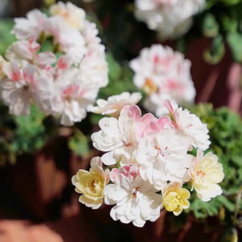 geranien gartenblumen balkonpflanzen pelargonium deko blumenwiese mehrjährig frühlingsblume winterharte kübelpflanzen schattenpflanzen wildblumensamen bodendecker blumensamen 220samen