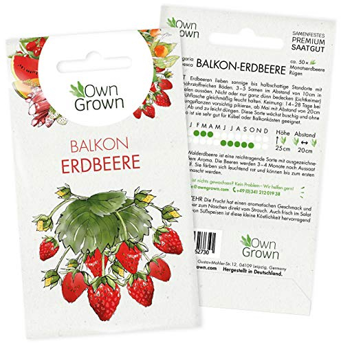 Erdbeeren Samen: Premium Erdbeer Samen für ca. 50 kleine Balkon Erdbeeren Pflanzen zur Aussaat – Balkon Garten Samen zum Pflanzen – Obst Samen und Erdbeerpflanzen Saatgut – Pflanzensamen von OwnGrown