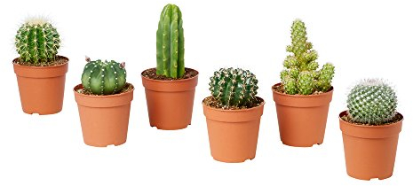 Cactus ornamentali SET DI 6 PIANTE GRASSE VERE 'MEXICO' in vaso 5. 5 cm