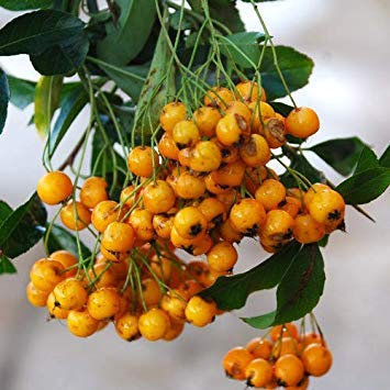 Potseed - Semi Pyracantha 'Oro Charm'