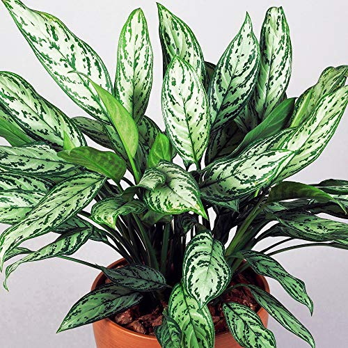 Aglaonema Maria Cristina Premium | Planta China Perenne | 25-35cm en Maceta