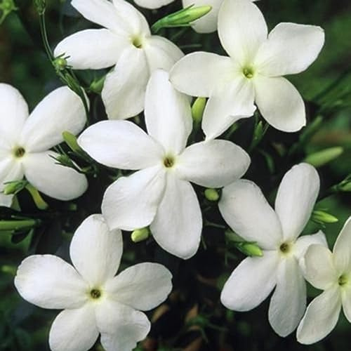 20Pcs Jasminum Grandiflorum Seeds Ornamental Flower Garden Balcone Bonsai Decor per la Semina del Giardino Semi di Gelsomino grandiflorum