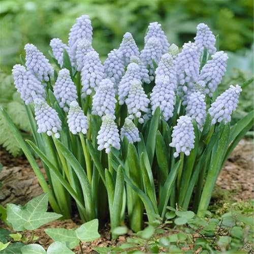 Hardy Perennial,Hyacinth Hyacinth Bulbs Plants UK, Excellent Display-6bulbs-B