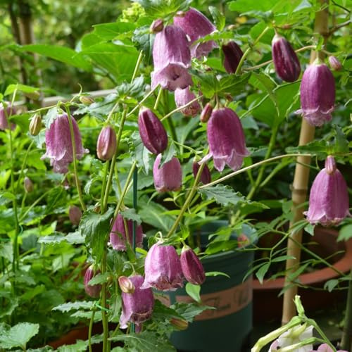 Semi di campanula-Campanula media,da giardino,decorazione del soggiorno resistenti all'esterno,semi di e in vaso da giardino 500pcs