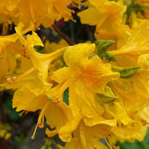 semi di rododendro, azalea, decorazione del soggiorno balcone 400pcs