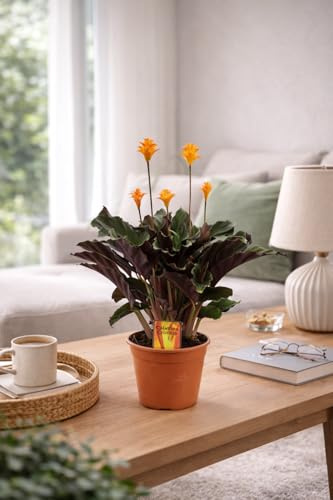 Calathea Crocata ca. 40 cm – Korbmarante – Zimmerpflanze – Grünpflanze – pflegeleicht & haustierfreundlich – tropisch – luftreinigend – ideal für Wohnzimmer & Büro
