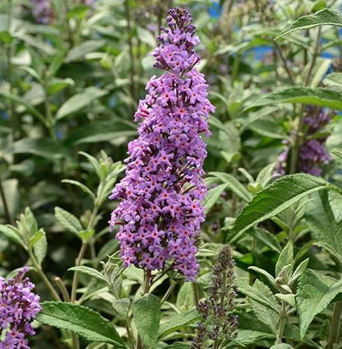 Zwerg Hänge Sommerflieder Little Lila 25-30cm - Buddleja - lebende Gartenpflanze aus den Baumschulen