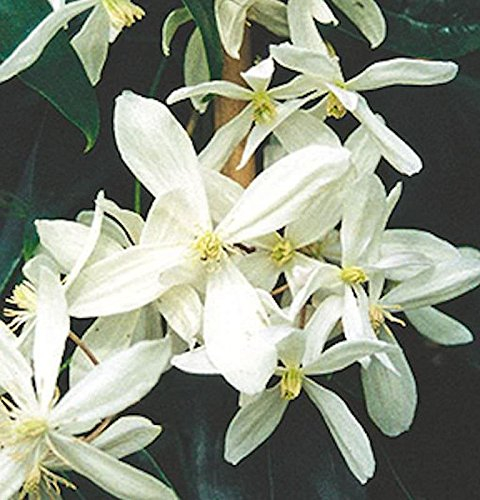 Immergrüne Duft Waldrebe 60-80cm - Clematis armandii - lebende Gartenpflanze aus den Baumschulen