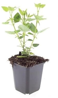 Zierstaude - Duftnessel - Agastache rugosa 'Blue Fortune' - 9cm Topf - Set mit 6 Pflanzen