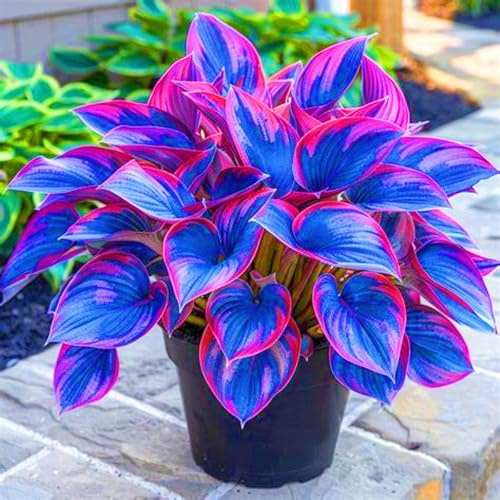 hosta rari Crescita Rapida Bellissimo Giardino Facile Da Mantenere-6bulbi-c