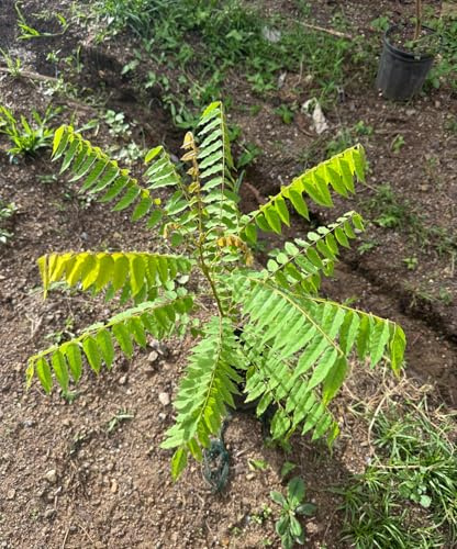 Averrhoa Bilimbi (Cucumber Tree) Bilimbi Tropical Live Fruit Tree(10in to 24inch