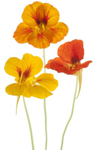Flowering Plants, Nasturtium 'Alaska Mix', 3 x Full Plants in 9cm Pots, Nasturtium, Garden Ready, Ready to Plant, Premium Quality Flowers