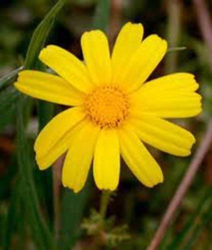 GARLAND crisantemo, 1000 semi, BIO, appena raccolte, ORO GIALLO BLOOM