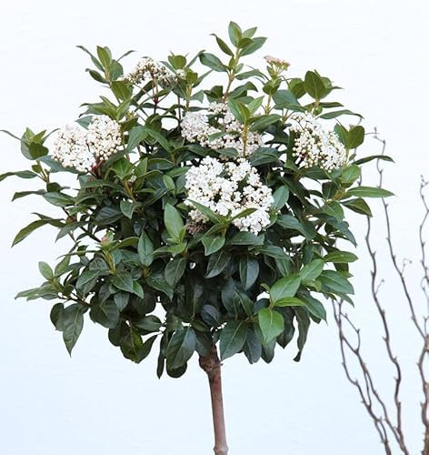 Hochstamm Wintergrüner Schneeball Winton 80-100cm - Viburnum hillieri - lebende Gartenpflanze aus den Baumschulen