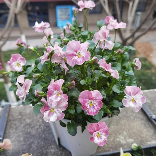 semi di viola del pensiero perenni - resistenti decorative giardino 800pcs