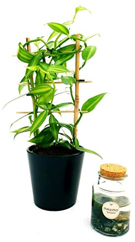 POWERS TO FLOWERS - ORCHIDEA VANIGLIA XL e MARIMO IN VETRO, Piante Vere