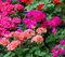 100 semillas de flores de geranio mixtas