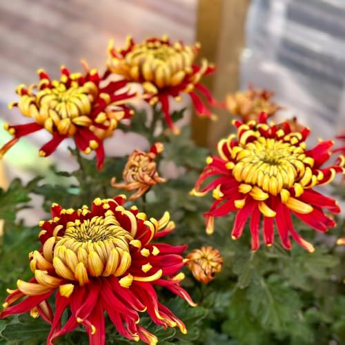 Crisantemi da appartamento esotiche decorative recisi da balcone di giardino serre balcone decorazioni giardino per esterni in 320semi