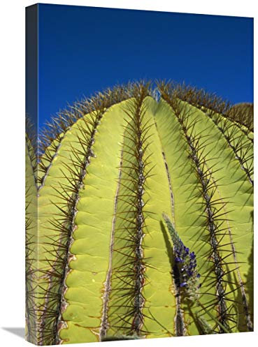 Global Gallery Cuadro de Lienzo Gigante de Cactus con Detalle de Espinas, Isla de Santa Catalina, Mar de Cortez, Baja California, México-Lienzo Art 16 x 24 Pulgadas