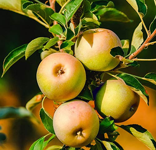 Säulenapfel `Lopini®´, Sommerapfel, mehrjährig, 120-140cm, im Topf