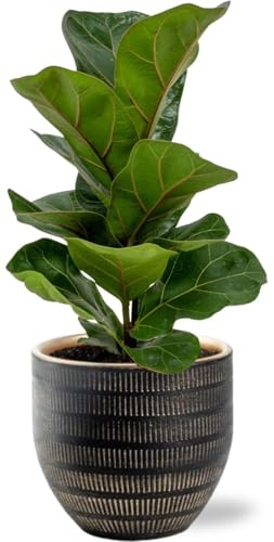 Ficus Lyrata Figue violon Plante d'intérieur Ø 12 cm 30 cm Avec pot en céramique noir D14 x 13 cm