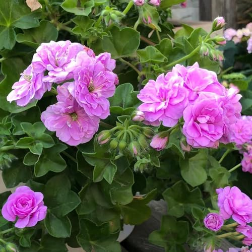 geranien schmetterlingsflieder winterharte stauden für pralle sonne schnittblumen wildblumensamen balkon garten kräuterpflanzen indoor kräutergarten gartensamen blumendeko 100samen
