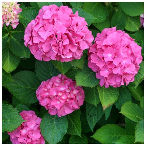 Hydrangea Macrophylla Alpengluhen/Glowing Embers in 2L Pot - Mop Head