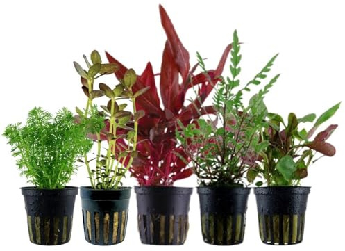 AquaOne Aquarium Pflanzen 5X Wasserpflanzen Set mit 5 Mittelgrundpflanzen | Mittelgrund Aquarienpflanzen Alternanthera Bacopa Limnophila Hygrophila