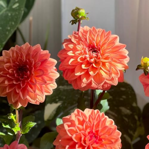 semi dalia giardino balcone esotico riverdimento tetti decorazioni giardino esterni ufficio decorazione 40pcs