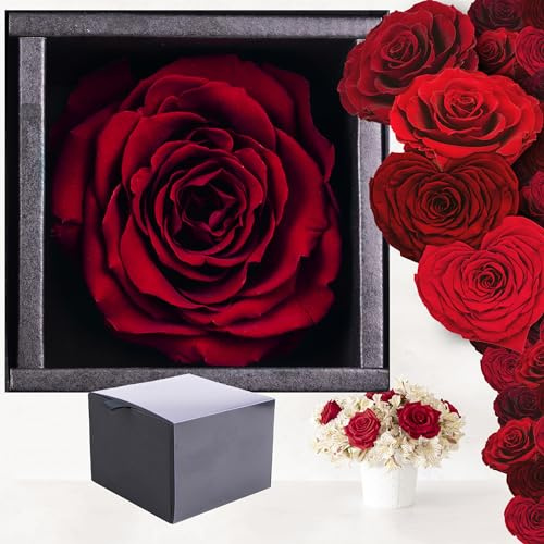 Ewige Rose Infinity Rosen in Geschenkbox Echte konservierte Rosen Rosenkopf Rosenbox (Geschenkbox Dunkel Rot XL)