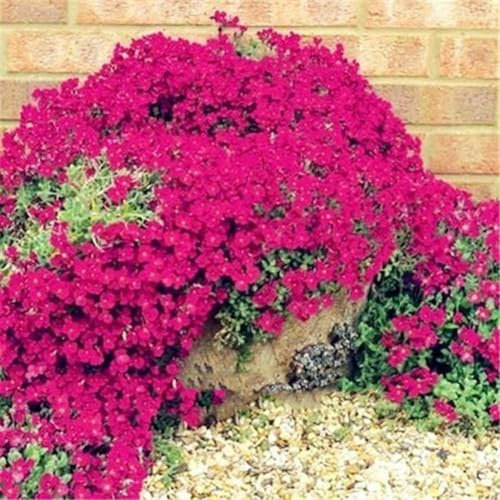 Semi Di Aubrieta timo strisciante, Seme Aubretia fiori Perenni per Giardino Roccioso, crescione rosa, Resistenti al Freddo, 500 Semi, Aubrieta seeds