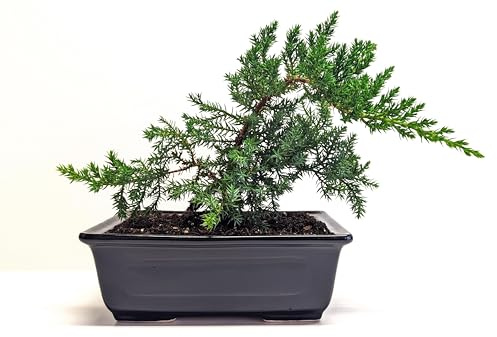 6 Juniper Bonsai Tree Live Indoor Outdoor Houseplant Real Ceramic Pot