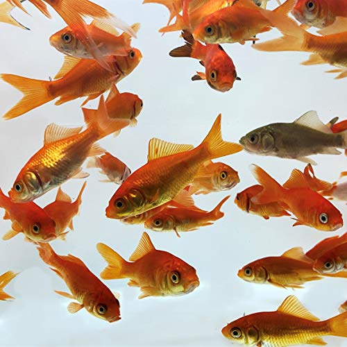Toledo Goldfish Comet Feeder Goldfish: Live Feeder Goldfish Perfect for Stocking Ponds, Tanks, and Aquariums – 2 to 2.5 inches, 50 Fish